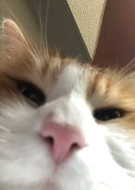 盛世第一妾