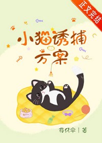小猫诱捕方案
